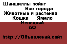 Шиншиллы пойнт ns1133,ny1133. - Все города Животные и растения » Кошки   . Ямало-Ненецкий АО